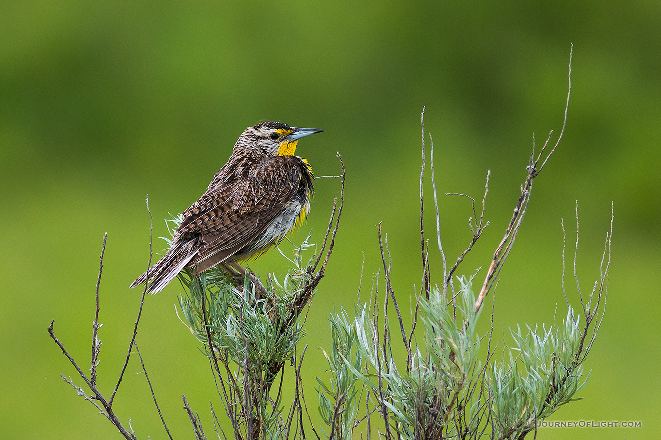 It was a rainy day in the North Unit of Theodore Roosevelt National Park.  It looked as though it would be dreary all day.  During this period, I drove slowly through the park content to see what wildlife would present itself.  Here a Western Meadowlark clung to the top of a tall shrub and would occasionally chirp, the wind carrying the shrill sound across the plateau.  As the rain increased the branches began to sway back and forth, back and forth harder and harder until the meadowlark, now annoyed, flew away. - North Dakota Picture