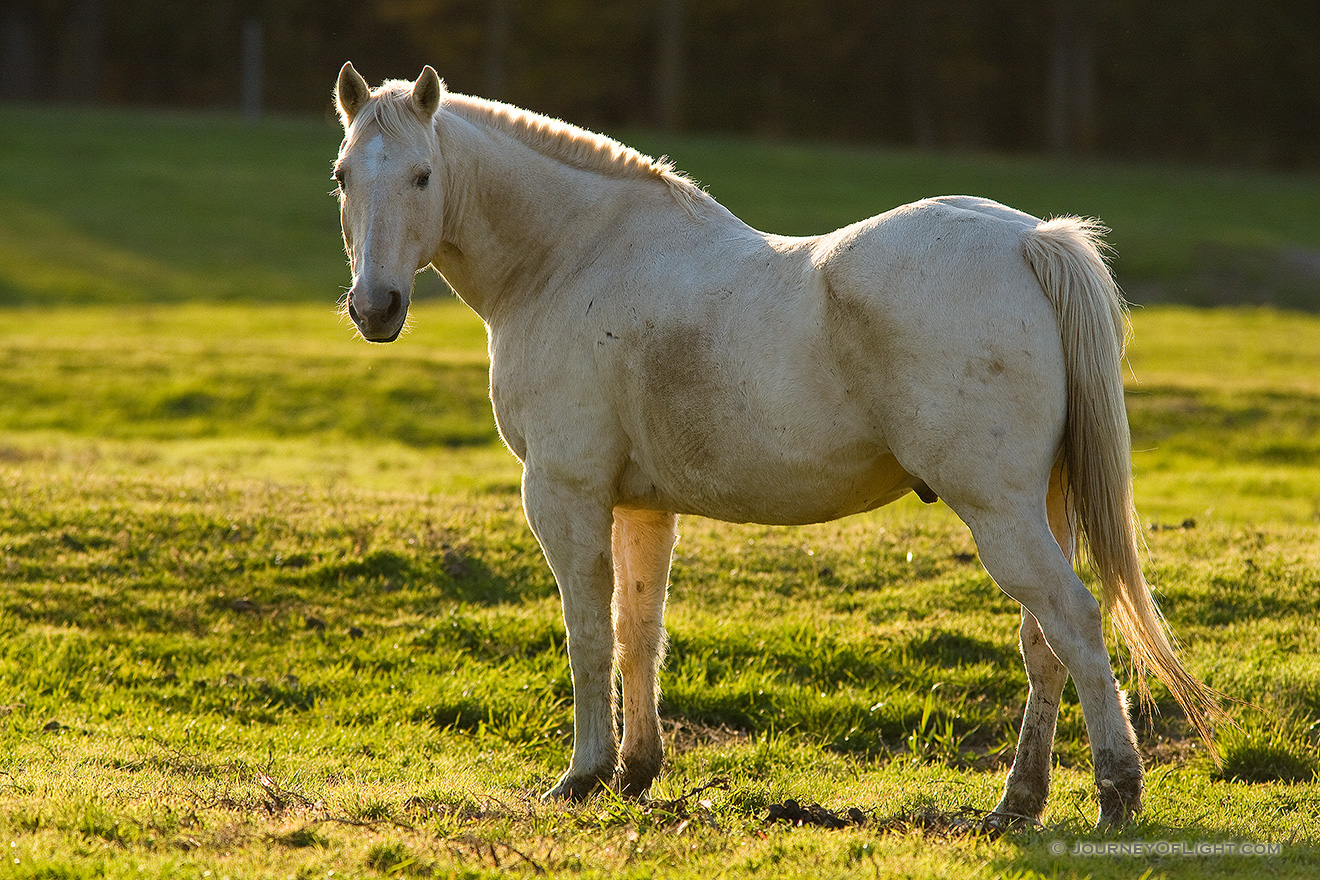 A stallion poses for a quick shot will eating dinner at Mahoney State Park, Nebraska. - Nebraska Picture