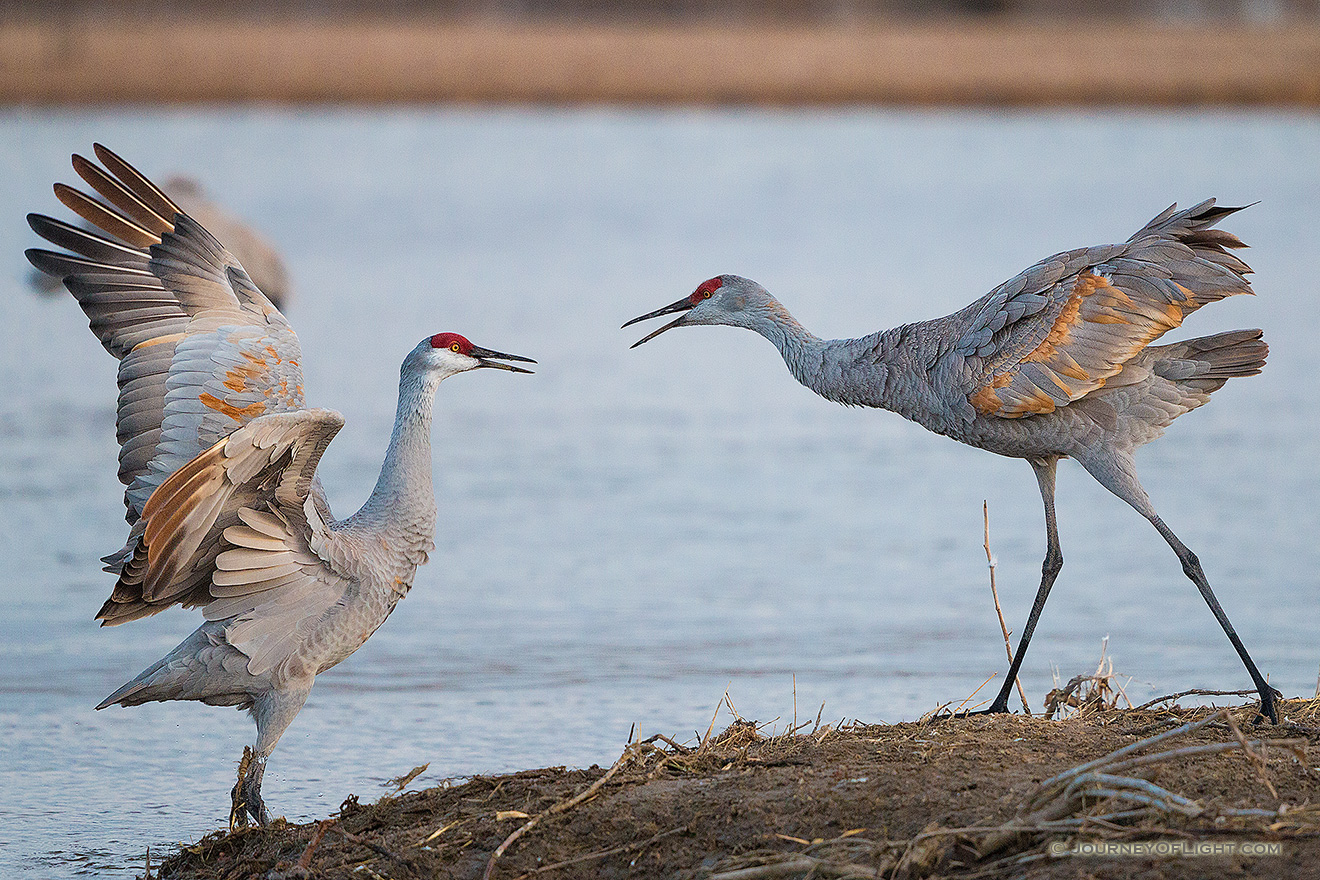 Sandhill Cranes fight on a sandbar on the Platte River in Nebraska on a cool early spring morning. - Nebraska,Wildlife Picture