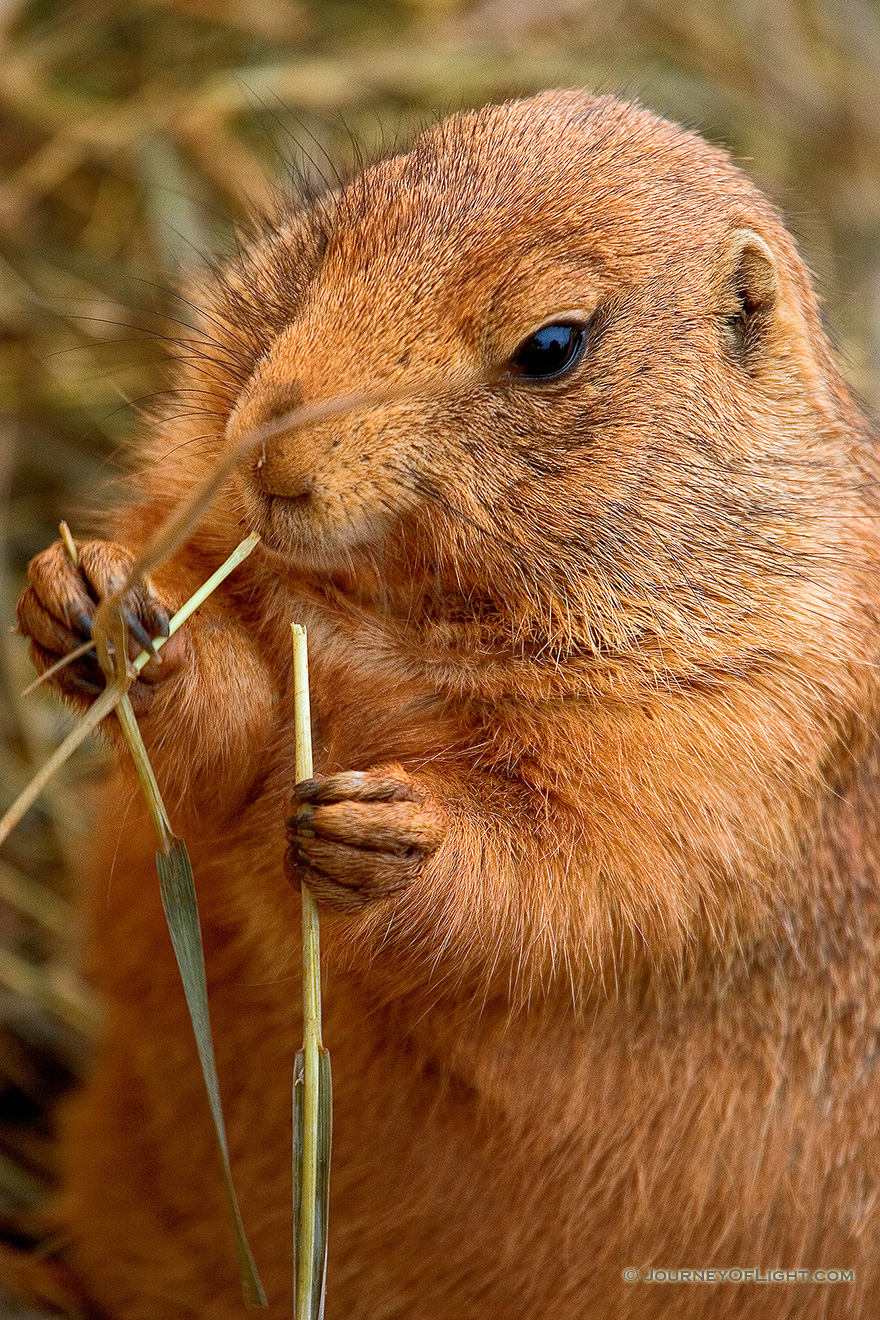 A Prairie Dog munches on an appetizer prior to chowing down on some peanuts. - South Dakota Picture