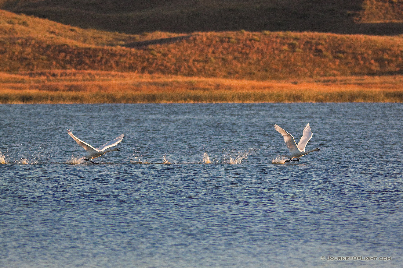 Trumpeter Swans take flight from North Marsh Lake at Valentine National Wildlife Refuge in north central Nebraska. - Valentine Picture