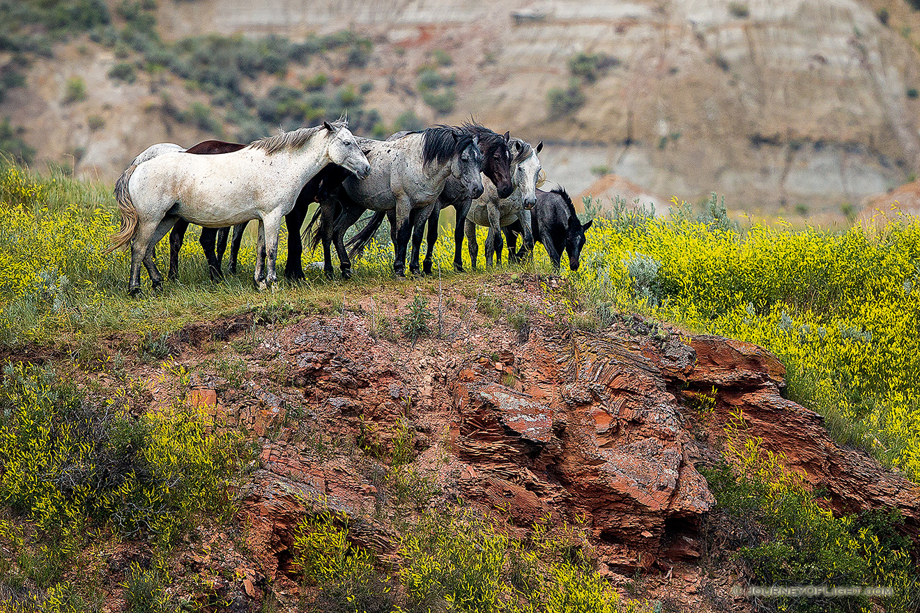 Theodore Roosevelt National Park is one of the few areas in the west where free-roaming horses may be observed. The park maintains a herd of anywhere from 70 to over 100 wild horses so that visitors may experience the area as it was during the open range era of Theodore Roosevelt.   Here, the wild horses stop at a cliff overlooking a small stream at Theodore Roosevelt National Park in North Dakota. - North Dakota Picture