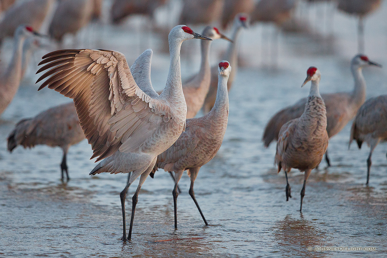 A Sandhill Crane puffs his chest and spreads his wings to impress a potential mate on the Platte River in central Nebraska. - Sandhill Cranes Picture