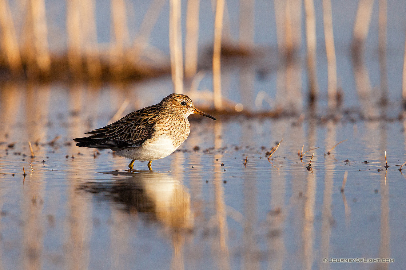 On a cool April evening, a yellowlegs scurries across the marsh at Little Salt Fork Marsh in Lancaster County. - Nebraska,Wildlife Picture