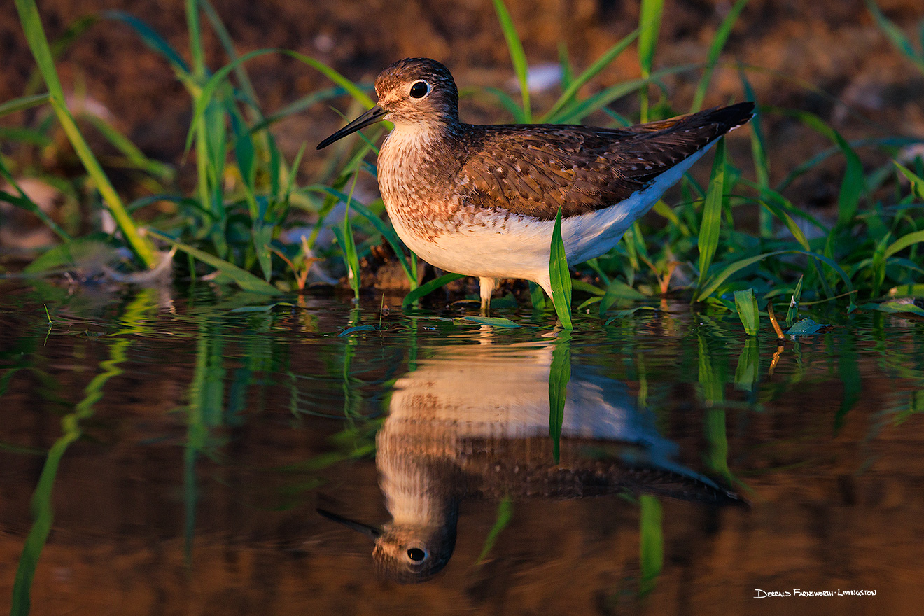 Wildlife photograph of a Sandpiper in eastern Nebraska. - Nebraska Picture