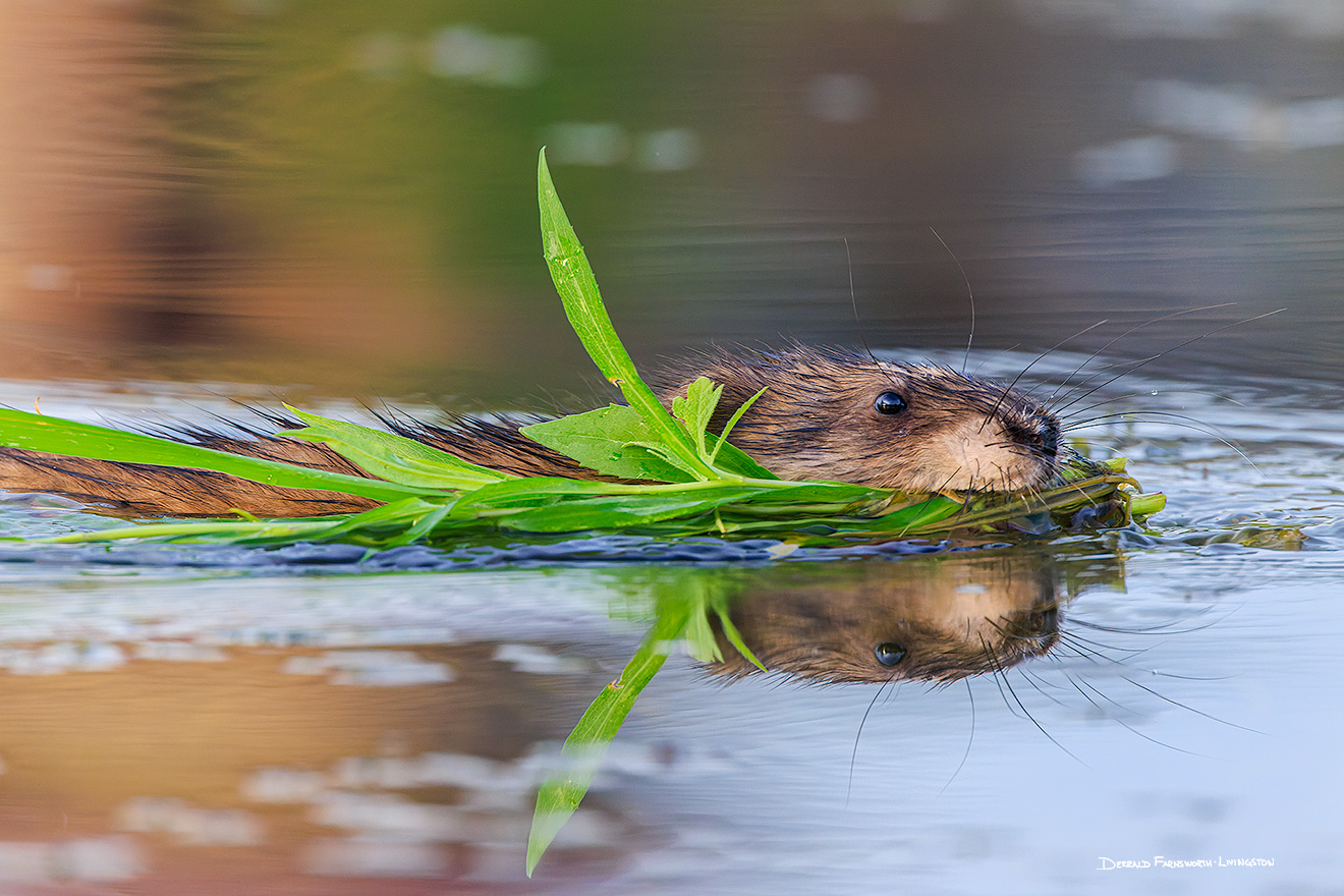 A Nebraska wildlife photograph of a muskrat swimming through a Nebraska lake. - Nebraska Picture