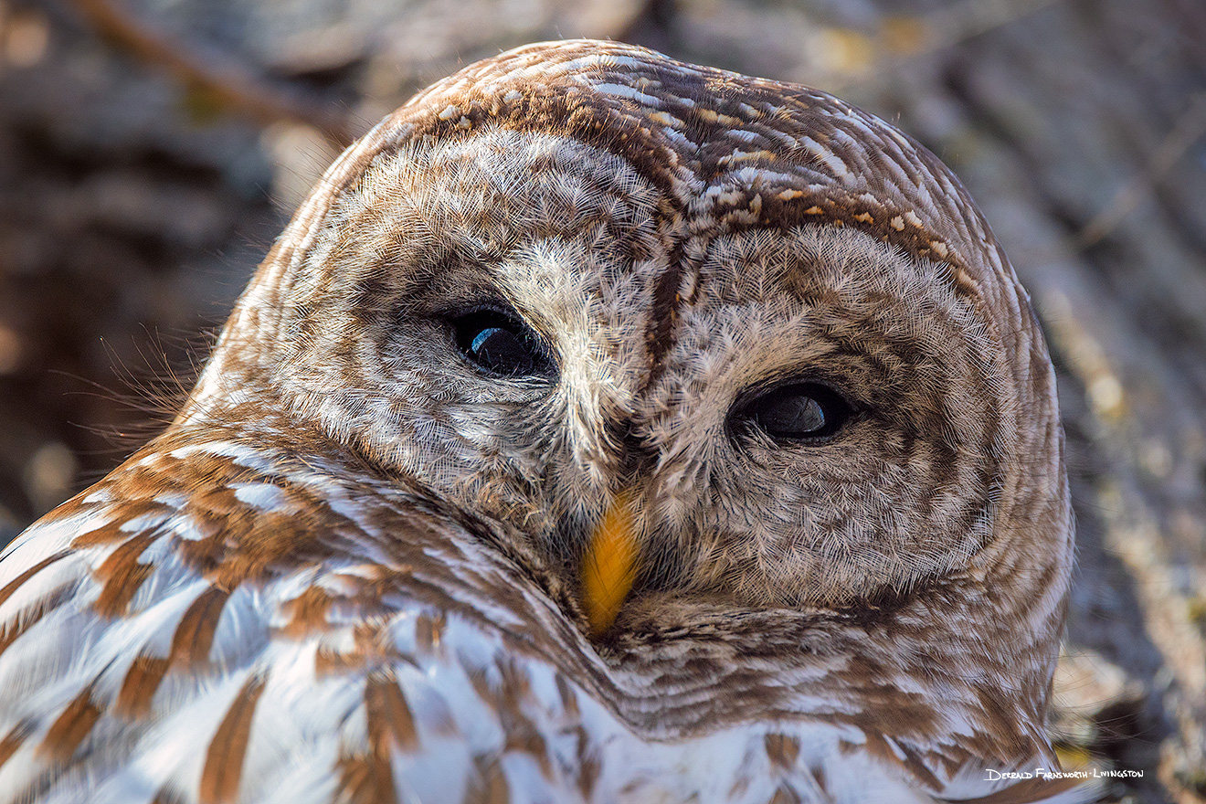 A Nebraska wildlife photograph of a Barred Owl gazing down from a tree in the Forest. - Nebraska Picture