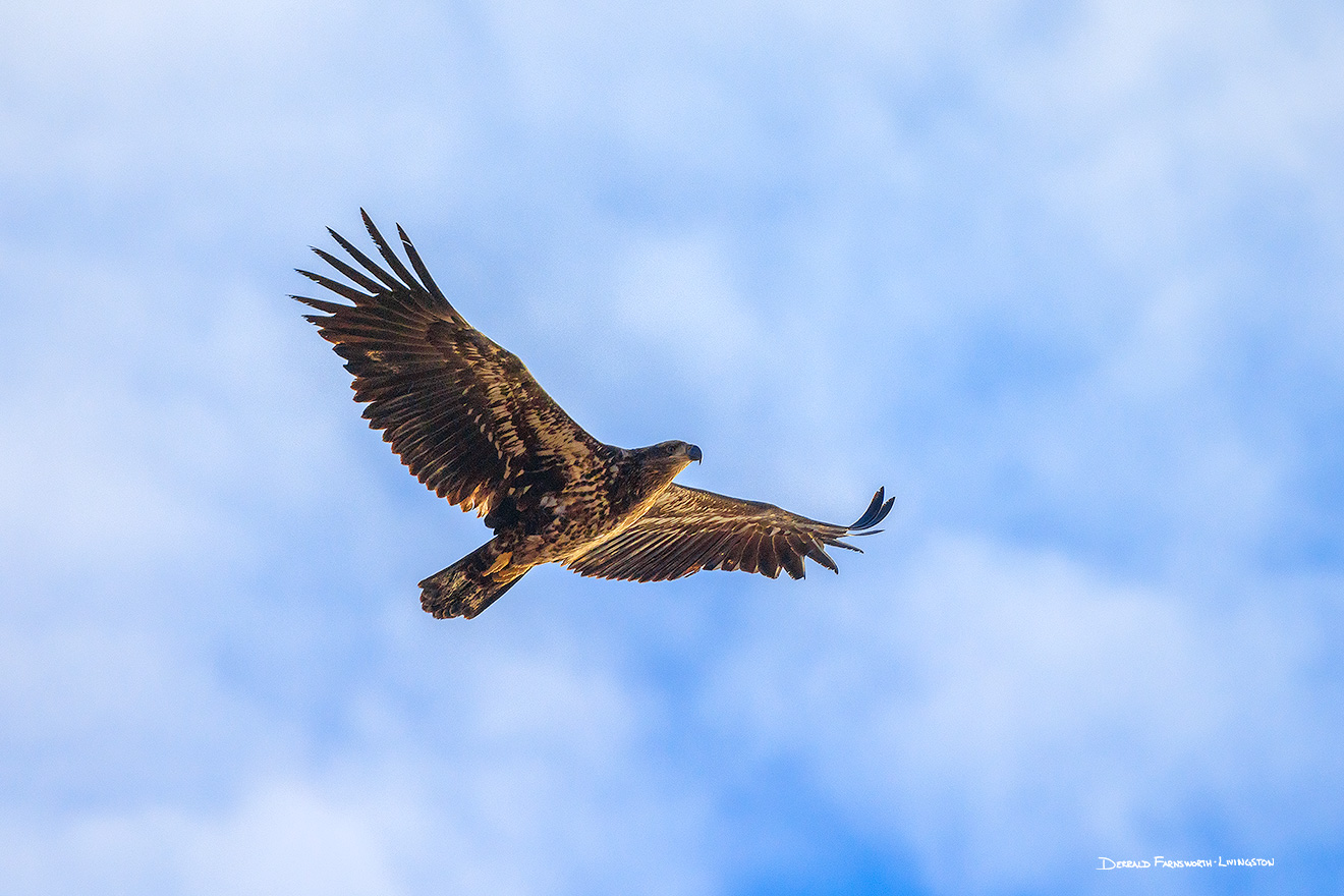 A Nebraska wildlife photograph of a juvenile bald eagle at DeSoto NWR. - Nebraska Picture