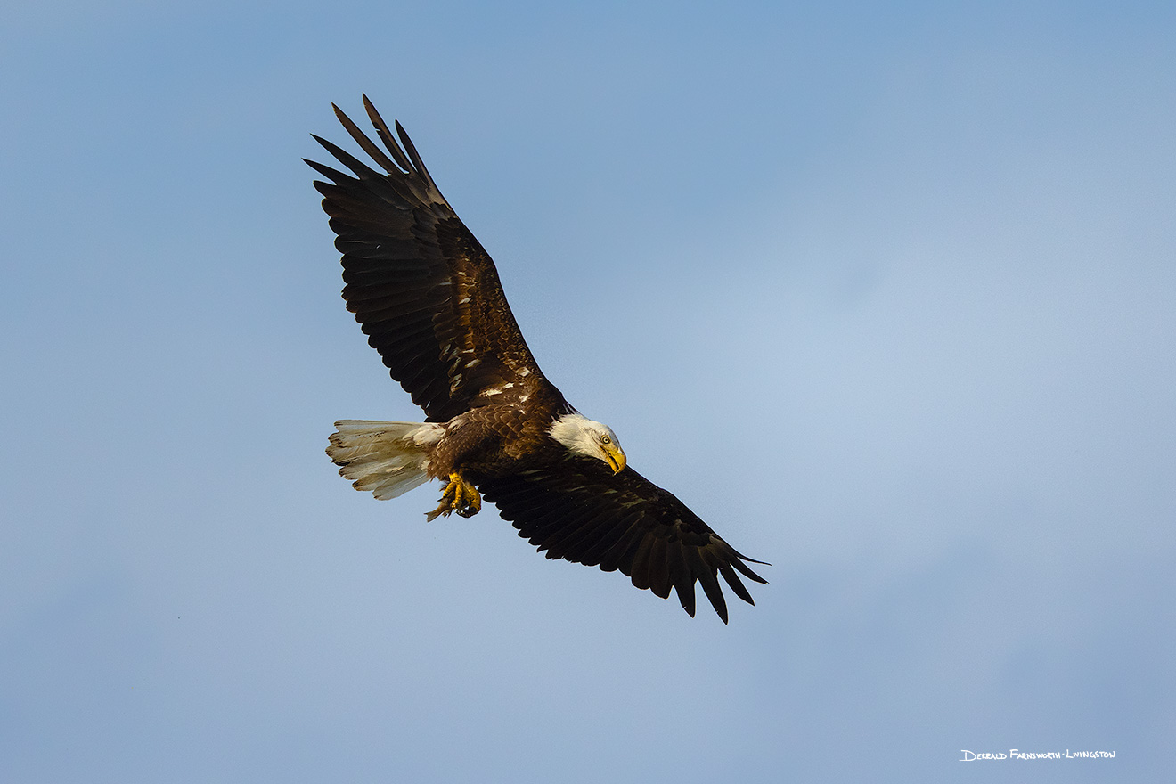 A Nebraska wildlife photograph of a bald eagle with a fish in its talons. - Nebraska Picture